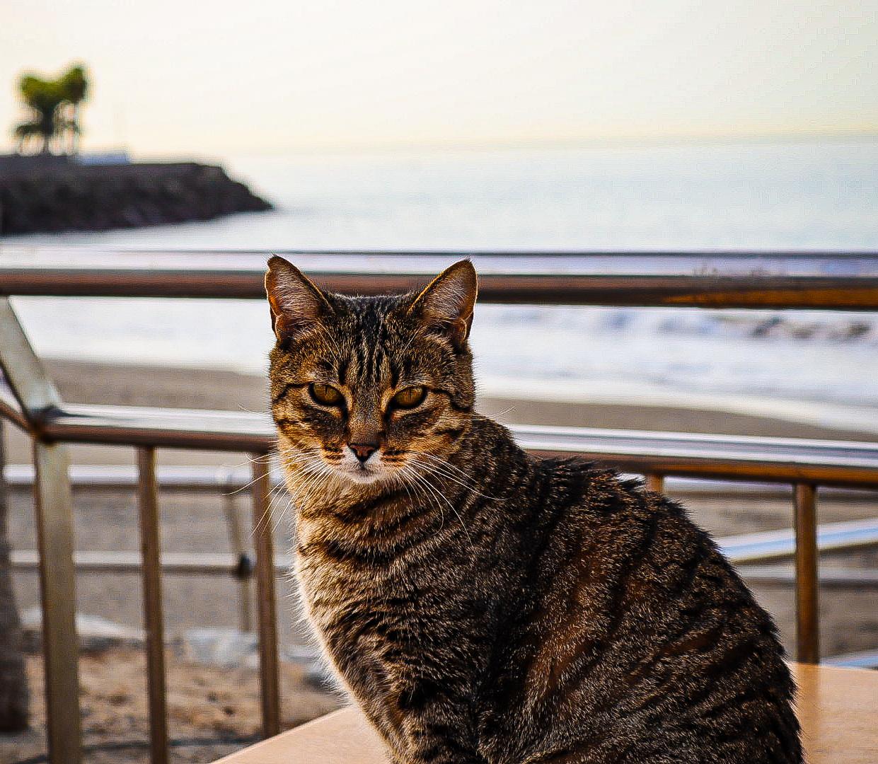 Katze am Meer
