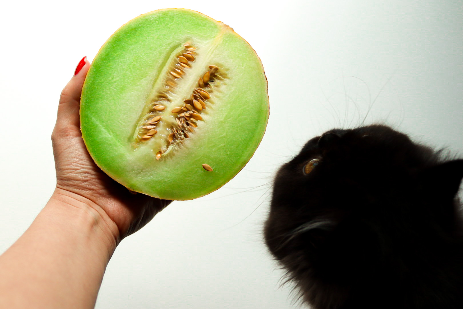 Melone und Katze im Studio